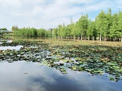 -白鹭湾湿地公园