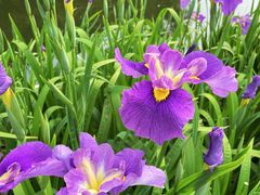 -上海共青森林公园