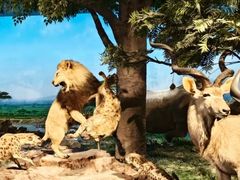 -国家自然博物馆