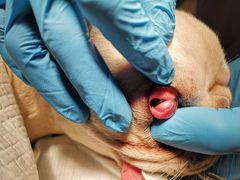 -菲尔斯特宠物医院