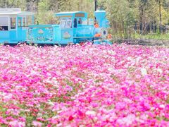 -径山花海