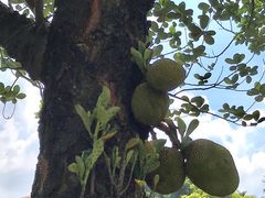 -深圳仙湖植物园