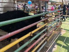 -南宫五洲植物乐园