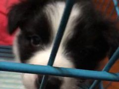 -翊宠yipet猫狗购宠庄园犬舍•猫舍