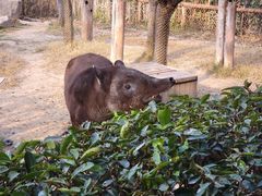 -上海野生动物园
