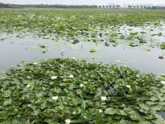-天津东丽湖风景区