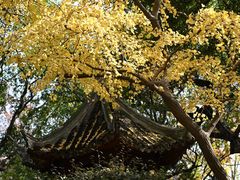 -秋霞圃