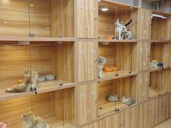 -猫十亿·布偶金渐层·曼基康矮脚猫舍(青年路店)