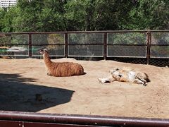 -青藏高原野生动物园