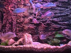 -上海海洋水族馆