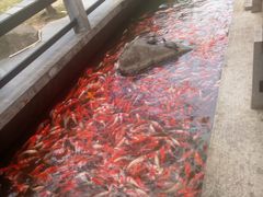 锦鲤-阳春市花园酒店