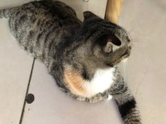 -平行世界·猫咖(首经贸店)