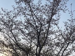 -顾村公园