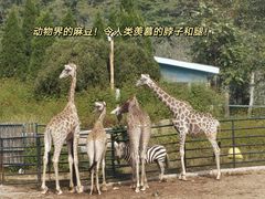 -大连森林动物园