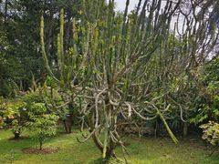 -中国科学院西双版纳热带植物园