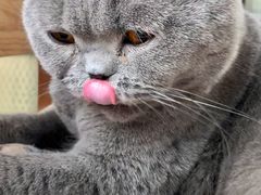 -猫小院猫主题咖啡厅(北锣店)