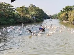 -大湾区中央湿地公园