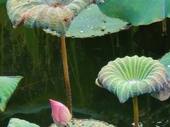 -映月湖公园
