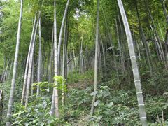-藏龙百瀑风景区