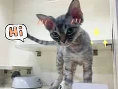 -十年猫舍·猫咪专门店(普陀店)