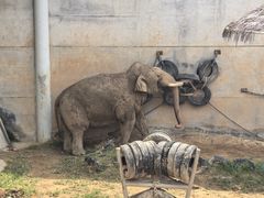 -西霞口神雕山野生动物世界