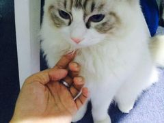 -喵的天空名猫咖啡馆·撸猫·猫舍·用品