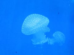 -福州罗源湾海洋世界旅游区