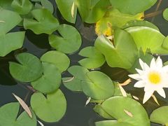 -武清南湖绿博园