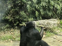 -成都动物园