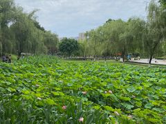 -沐仙湖湿地公园
