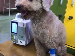 -严国平动物医院(德政总院)