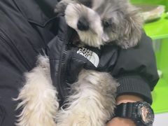 -唐小姐の猫狗洗护·购宠旗舰店(周浦万达店)