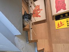 -MOCHA明星猫咖(田子坊店)