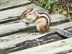 -五营红松林海景区