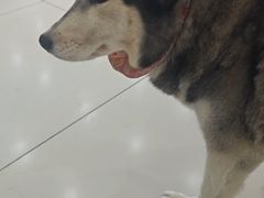 -汪说·狗咖·拼豆·宠物周边DIY(旺城大厦店)