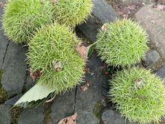-雨花胜境