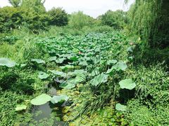 -昆山城市生态森林公园