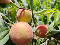 -桃源山庄·摘樱桃·柴火鸡·烧烤团建(龙泉山店)