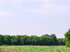 -东郊湿地公园