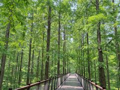 -黄海国家森林公园