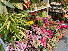 -溪岸路花鸟市场