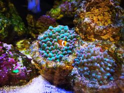 -Zoolung Zoolung动物主题公园(海信广场店)