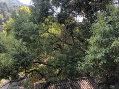 -杨家堂村