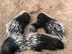 -鄂尔多斯野生动物园