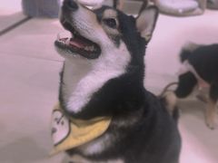 -逗柴咖啡屋·狗咖猫咖宠物桌游