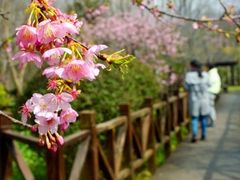 -顾村公园