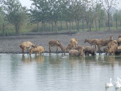 -溱湖国家湿地公园
