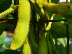 -丫丫蟹庄·苏式园林农家乐·阳澄湖大闸蟹(阳澄湖莲花岛店)