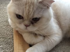 -泰国佛·塔罗·泰牌狐仙古曼