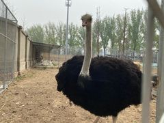 -意大利农场度假村